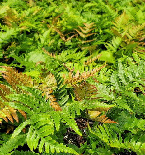 Autumn Fern Brilliance 1Q