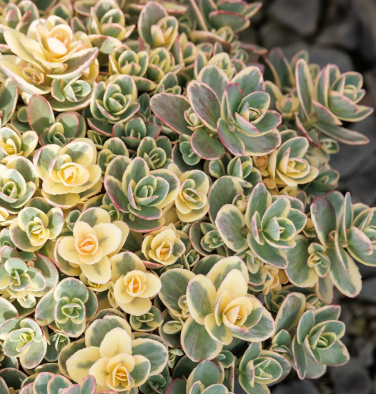 Sedum x Lime Twister 1Q