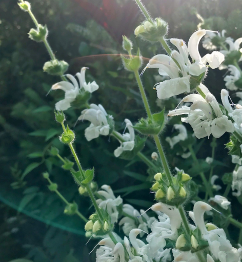 Salvia verticillata Alba 1Q
