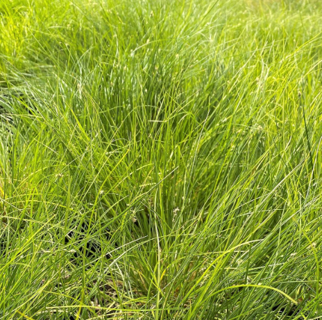 Carex appalachica 1G