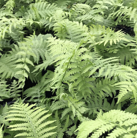 Ostrich Fern 1Q