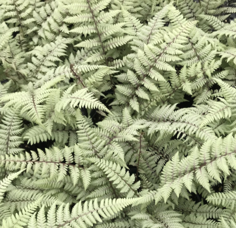 Ghost Fern 1Q