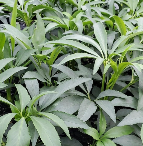 Helleborus foetidus 1Q