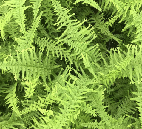 Victoria Lady Fern 1Q
