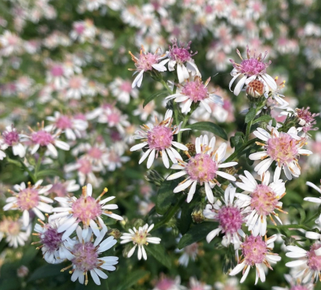 Aster lateriflorus Lady in Black 1G
