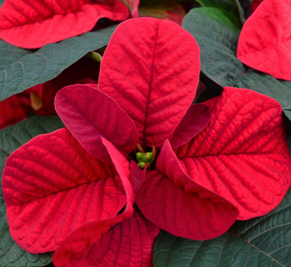 4.5" Poinsettia 'Christmas Mouse Red'