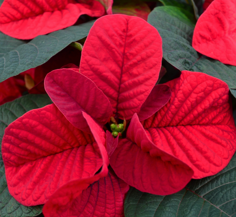 4.5" Poinsettia 'Christmas Mouse Red'