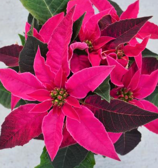 2.5" Poinsettia Princettia 'Dark Pink'