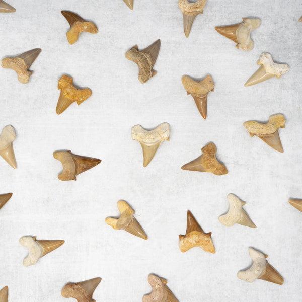 Fossil Shark Teeth