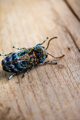 Florentinus Beetle
