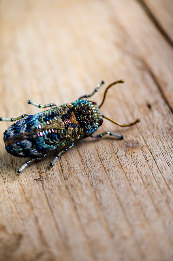 Florentinus Beetle