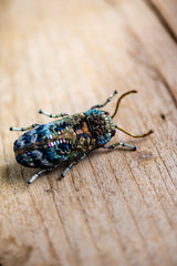 Florentinus Beetle