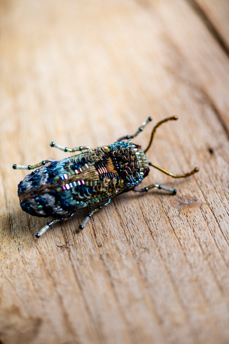 Florentinus Beetle