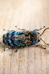 Florentinus Beetle