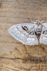 White Spring Moth Brooch Pin
