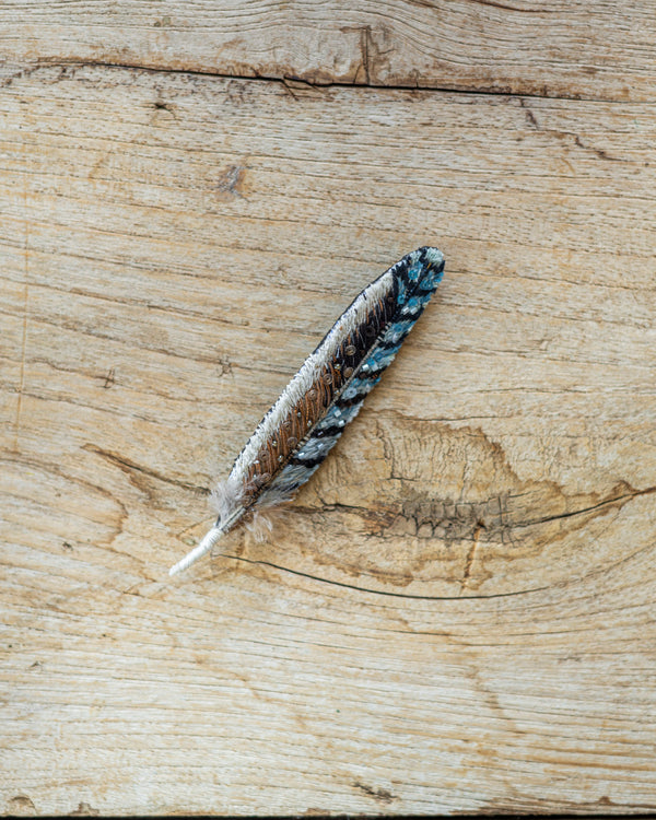 Eurasian Jay Feather Brooch Pin