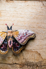 Emperor Mopane Moth Brooch Pin