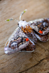 Drepanid Moth Brooch Pin