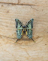 Scarce Swallowtail Brooch Pin