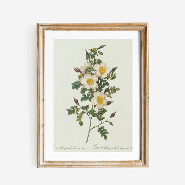 Wildflower Botanical Antique Print