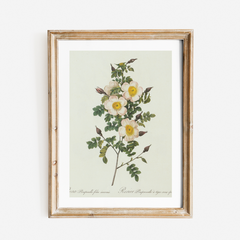 Wildflower Botanical Antique Print