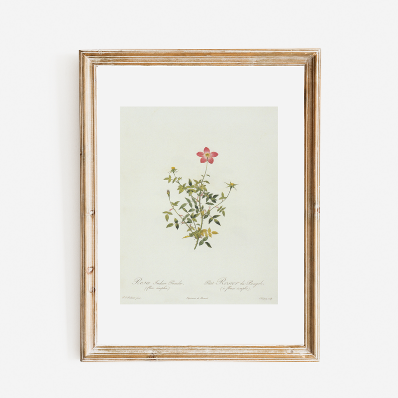 Petite Pink Floral Antique Print