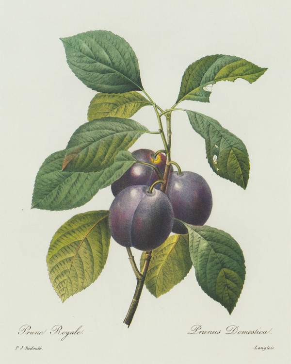 Prunes Vintage Fruit Botanical Print 8x10