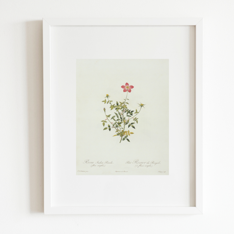 Petite Pink Floral Antique Print