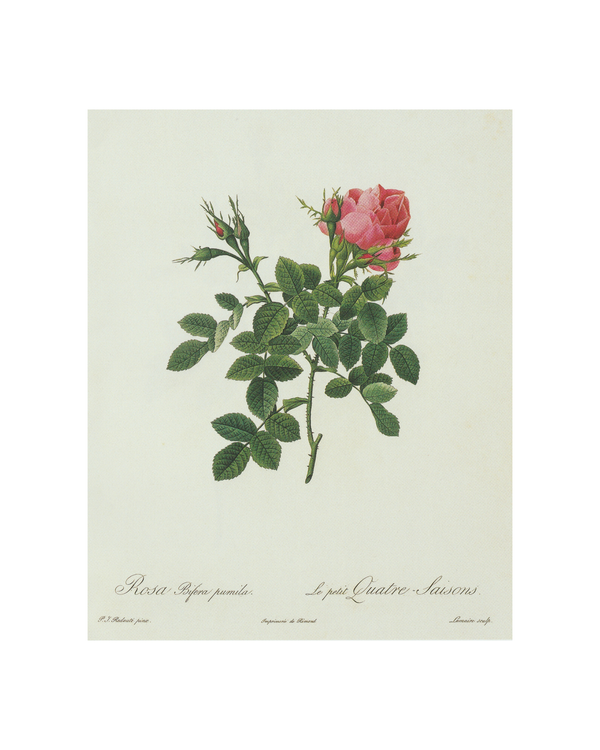 Single Rose Vintage Floral Print 8x10