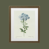 Blue Hydrangea Antique Print