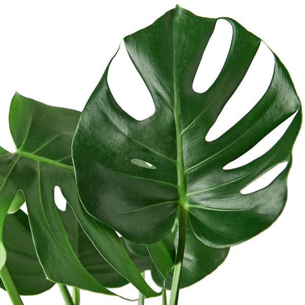 MONSTERA DELICIOSA 6-inch