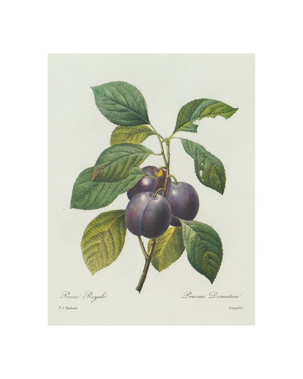 Prunes Vintage Fruit Botanical Print 8x10