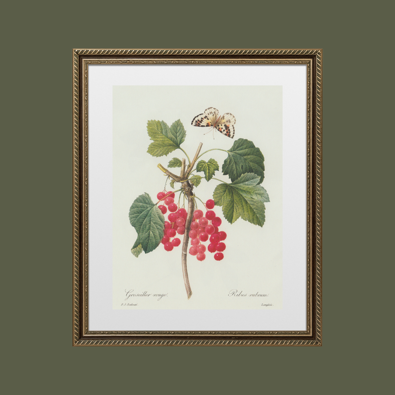 Berries & Butterflies Antique Art Print