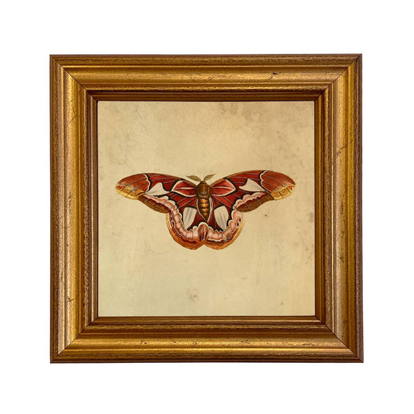 Atlas Moth Vintage Style Illustration Framed Print