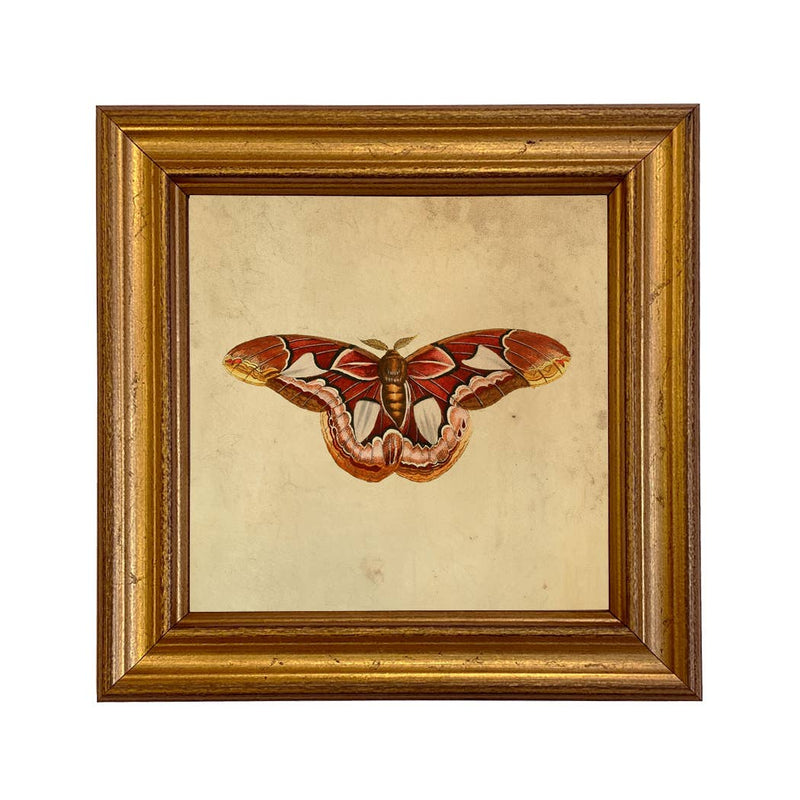 Atlas Moth Vintage Style Illustration Framed Print