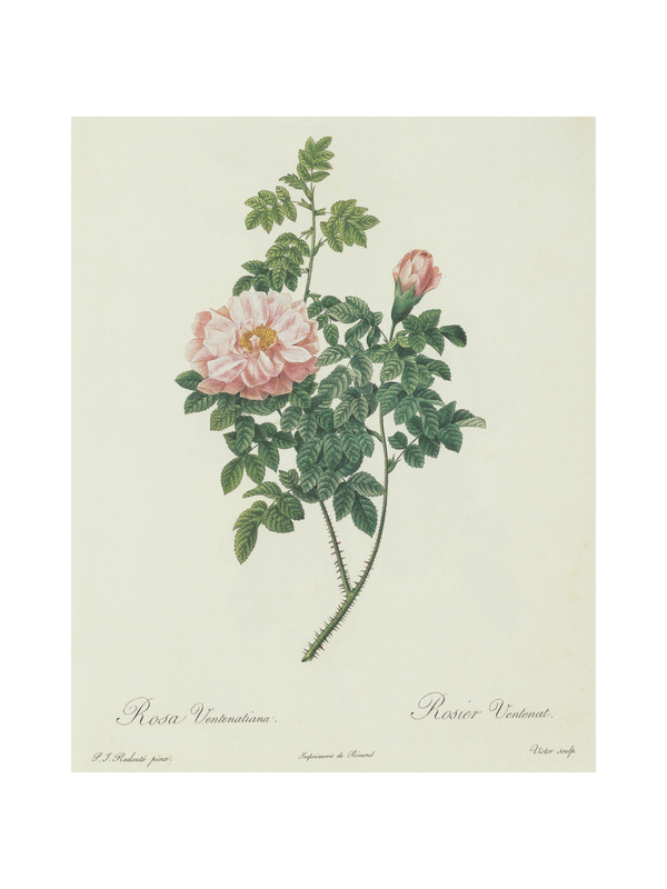 Pale Pink Rose Bush Vintage Botanical Print 8x10