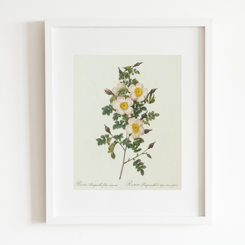 Wildflower Botanical Antique Print