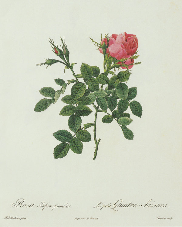 Single Rose Vintage Floral Print 8x10