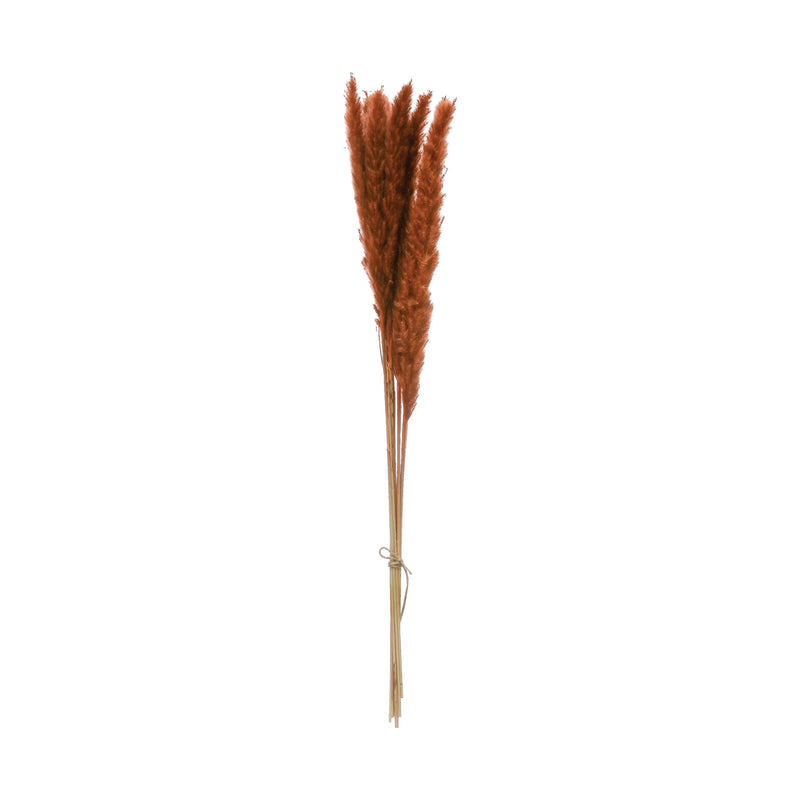 Orange Color Dried Natural Pampas Grass