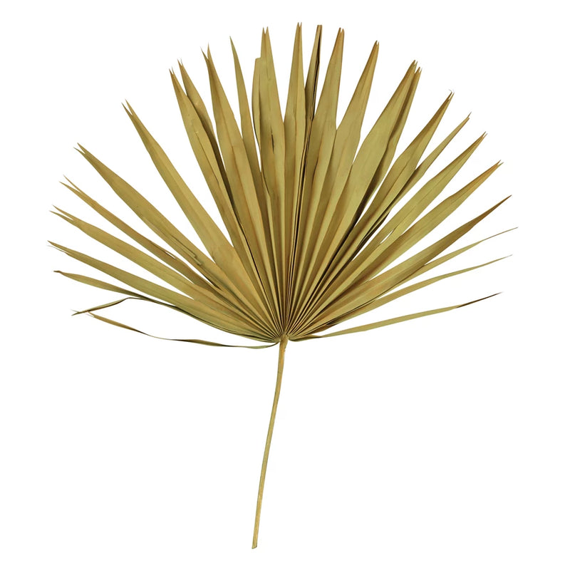 Dried Palm Leaf Bunch