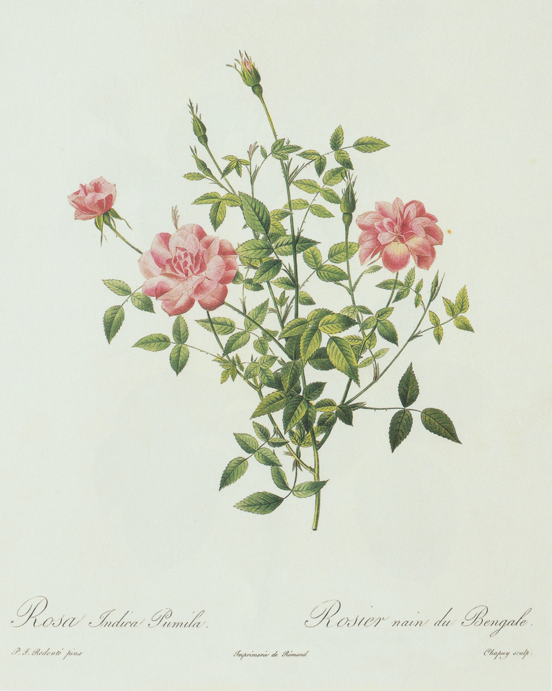 Rose Bush Antique Print