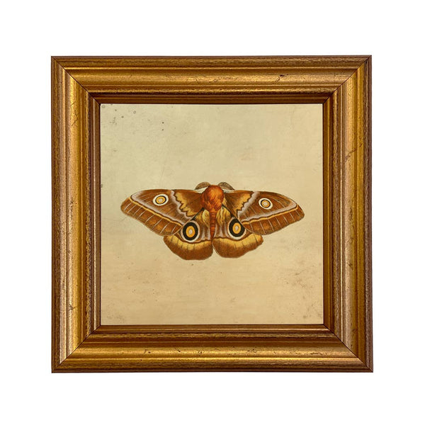 Emperor Moth Vintage Style Illustration Framed Print