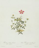 Petite Pink Floral Antique Print