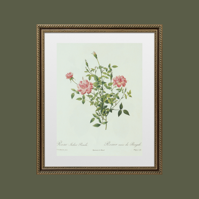 Rose Bush Antique Print