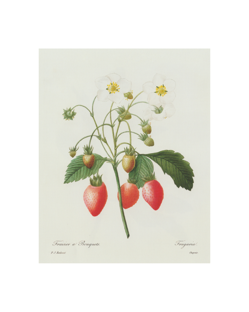 Strawberry Botanical Antique Print