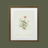 Petite Pink Floral Antique Print