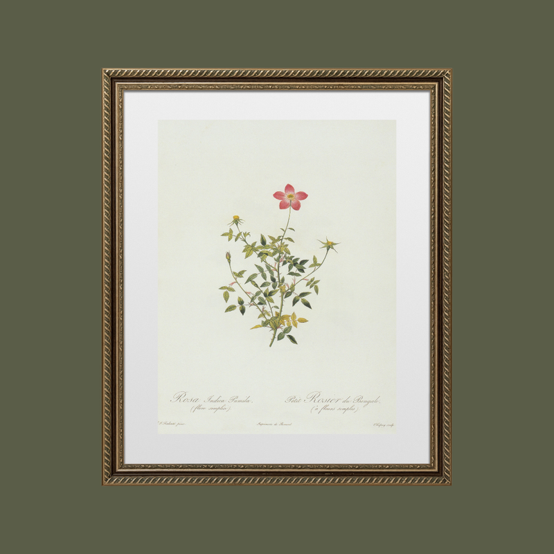 Petite Pink Floral Antique Print