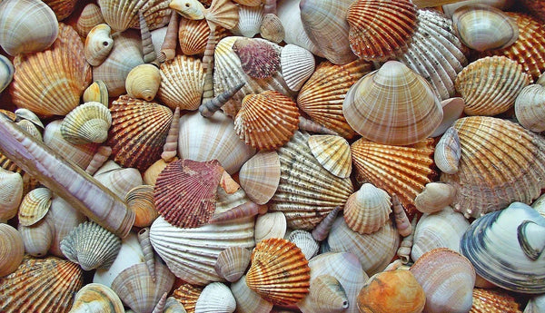 Collected Atlantic Shells