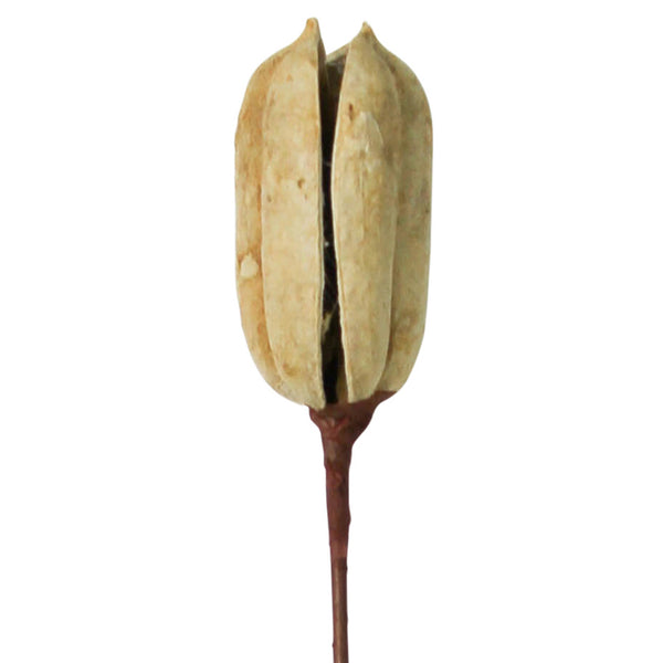 Botanical  - Sisal Shell, White