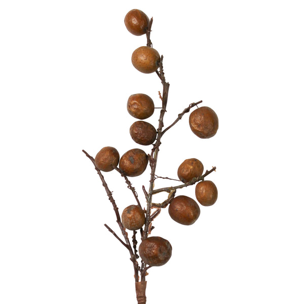 Botanical - Chinaberry